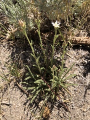 Horkeliella congdonis