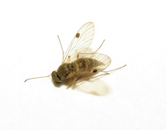 Chrysopilus modestus