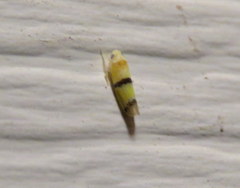 Empoa gillettei