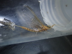 Rhithrogena semicolorata