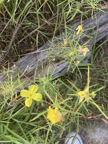 Oenothera capillifolia, photograph 2