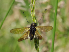 Libelloides hispanicus
