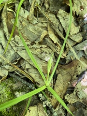 Carex backii