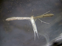 Adaina microdactyla