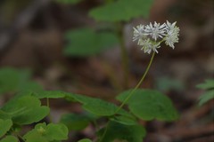 Thalictrum filamentosum