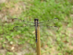 Libellula axilena