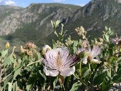 Capparis sicula