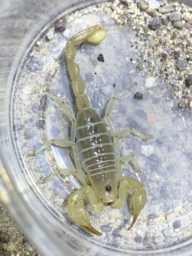 Mojave Dunes Scorpion