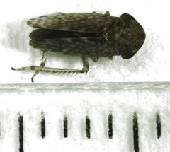 Novothymbris notata