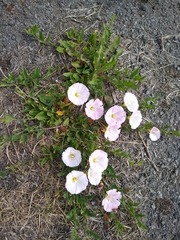 Convolvulus arvensis