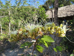 Hymenaea