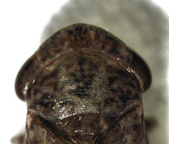 Novothymbris notata