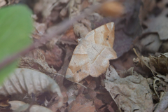 Endropiodes indictinaria