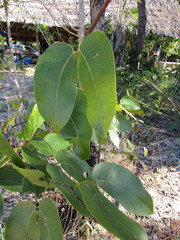 Hymenaea