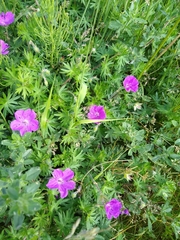 Geranium sanguineum