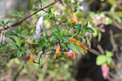 Clinopodium macrostemum