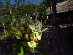 Hymenaea