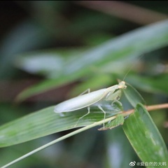 Tropidomantis gressitti