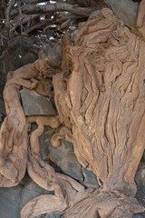 Boscia albitrunca albitrunca