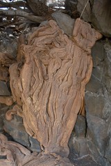 Boscia albitrunca albitrunca