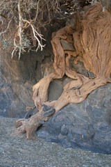 Boscia albitrunca albitrunca