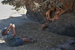 Boscia albitrunca albitrunca