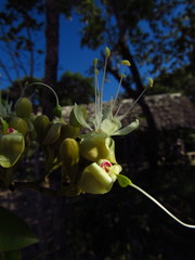 Hymenaea