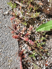 Sedum hispanicum