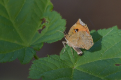 Pterodecta felderi