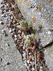 Sedum hispanicum