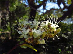 Hymenaea