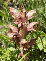 Orobanche teucrii