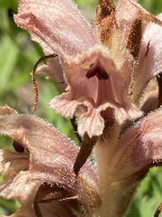 Orobanche teucrii