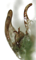 Novothymbris notata