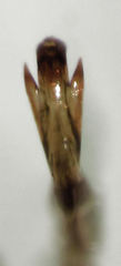 Novothymbris notata