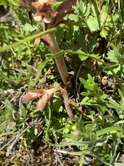 Orobanche teucrii