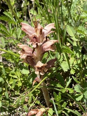 Orobanche teucrii