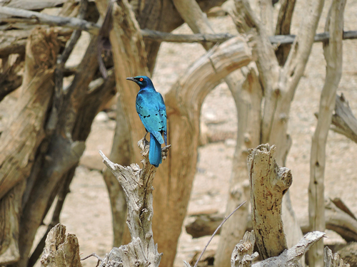 Greater Blue-eared Starling