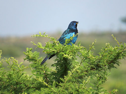 Greater Blue-eared Starling