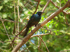 Lamprotornis acuticaudus
