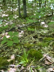 Festuca occidentalis