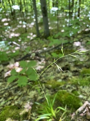 Festuca occidentalis