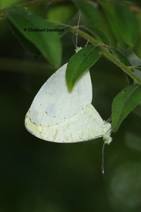 Leptosia nina