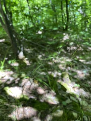 Festuca occidentalis