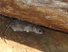 Onychomys leucogaster