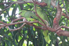 Amazona auropalliata