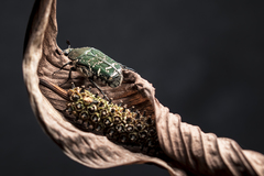 Euphoria westermanni