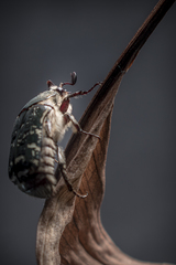 Euphoria westermanni