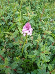 Anacamptis pyramidalis
