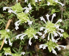 Thymus membranaceus